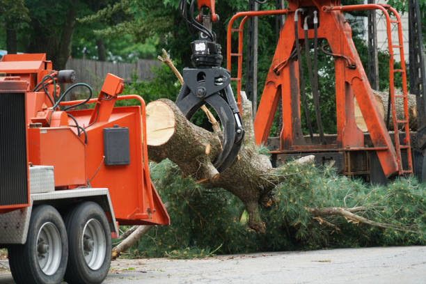 Reliable Hooker, OK Tree Service Solutions